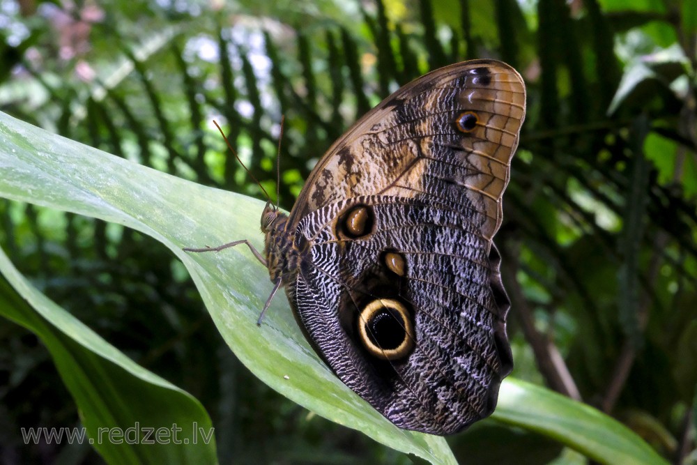 Giant Owl in UL Botanical Garden's Tropical Butterfly House