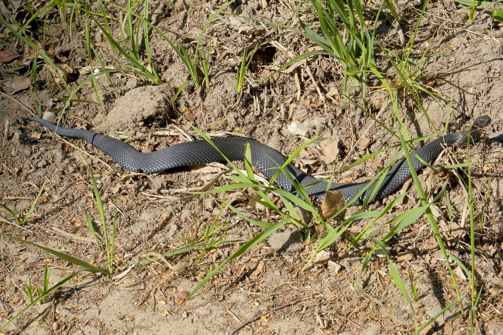 Parastā odze (Vipera berus)