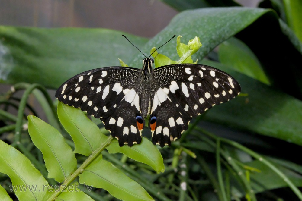 Lime Butterfly in UL Botanical Garden's Tropical Butterfly House