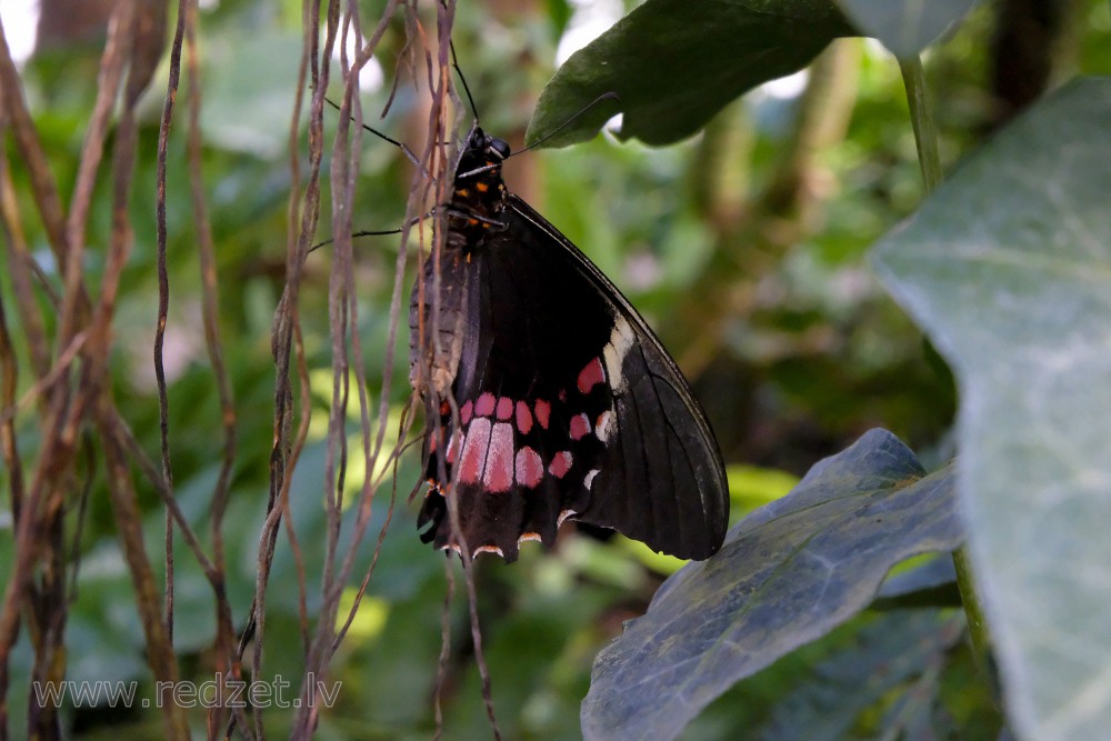 Swallowtail Butterfly in UL Botanical Garden's Tropical Butterfly House