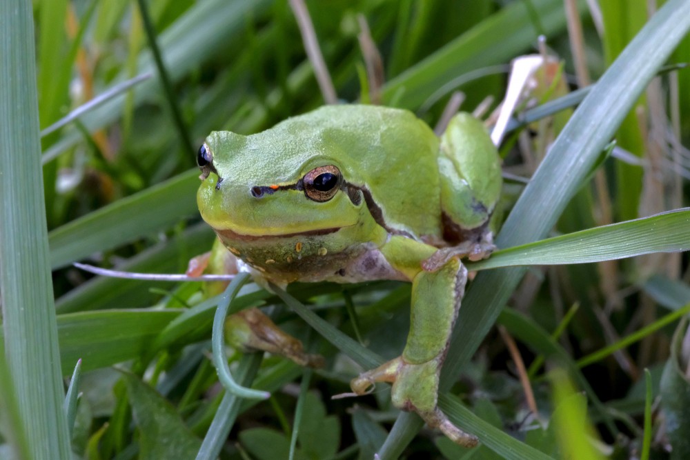 Eiropas kokvarde Eiropas kokvarde