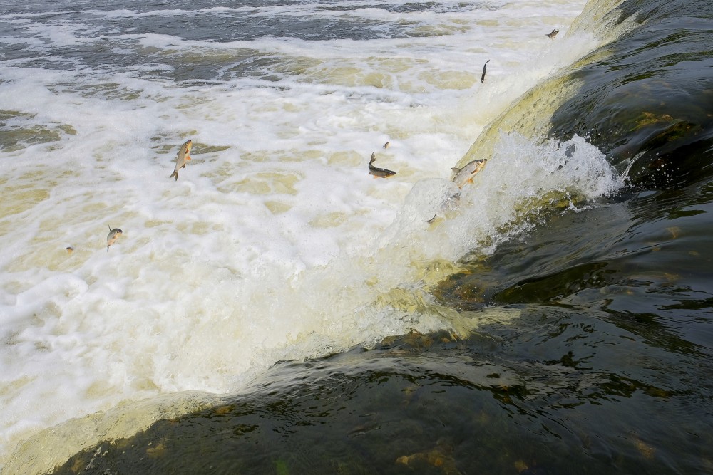 Vimba Jumping in the Venta Rapid