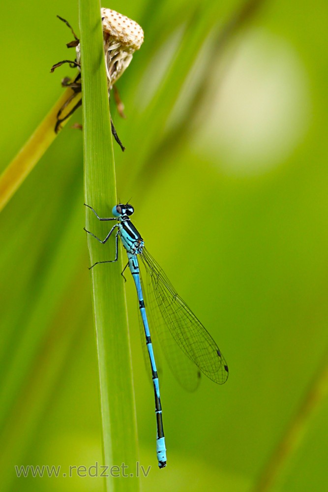 Azure damselfly Male