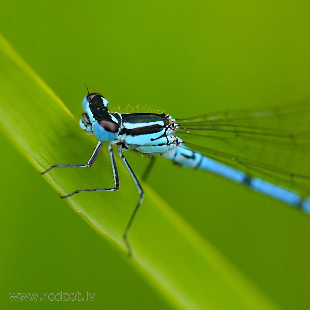 Azure damselfly Male