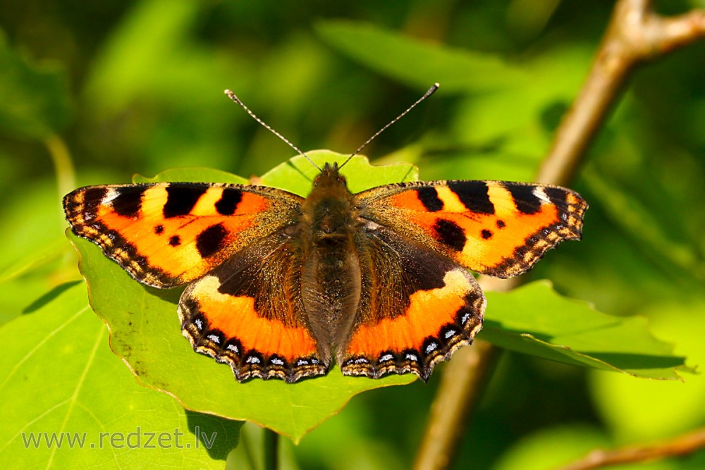 Aglais urticae