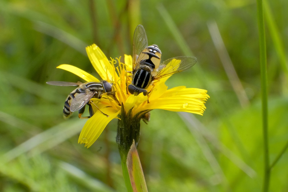 Hoverflys on Flower