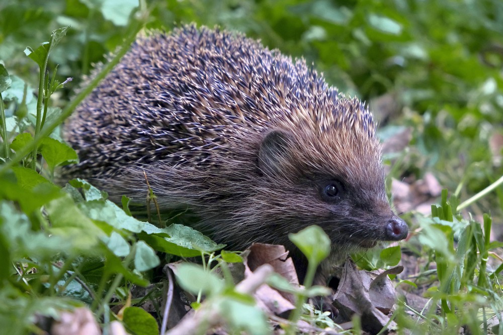 Ziemeļu baltkrūtainais ezis lapu un zāles vidū Ziemeļu baltkrūtainais ezis lapu un zāles vidū