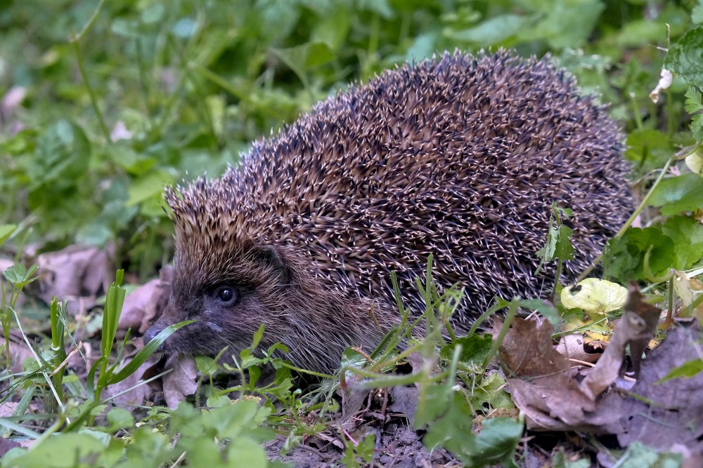 Ezis pārvietojas pa meža zemsedzi