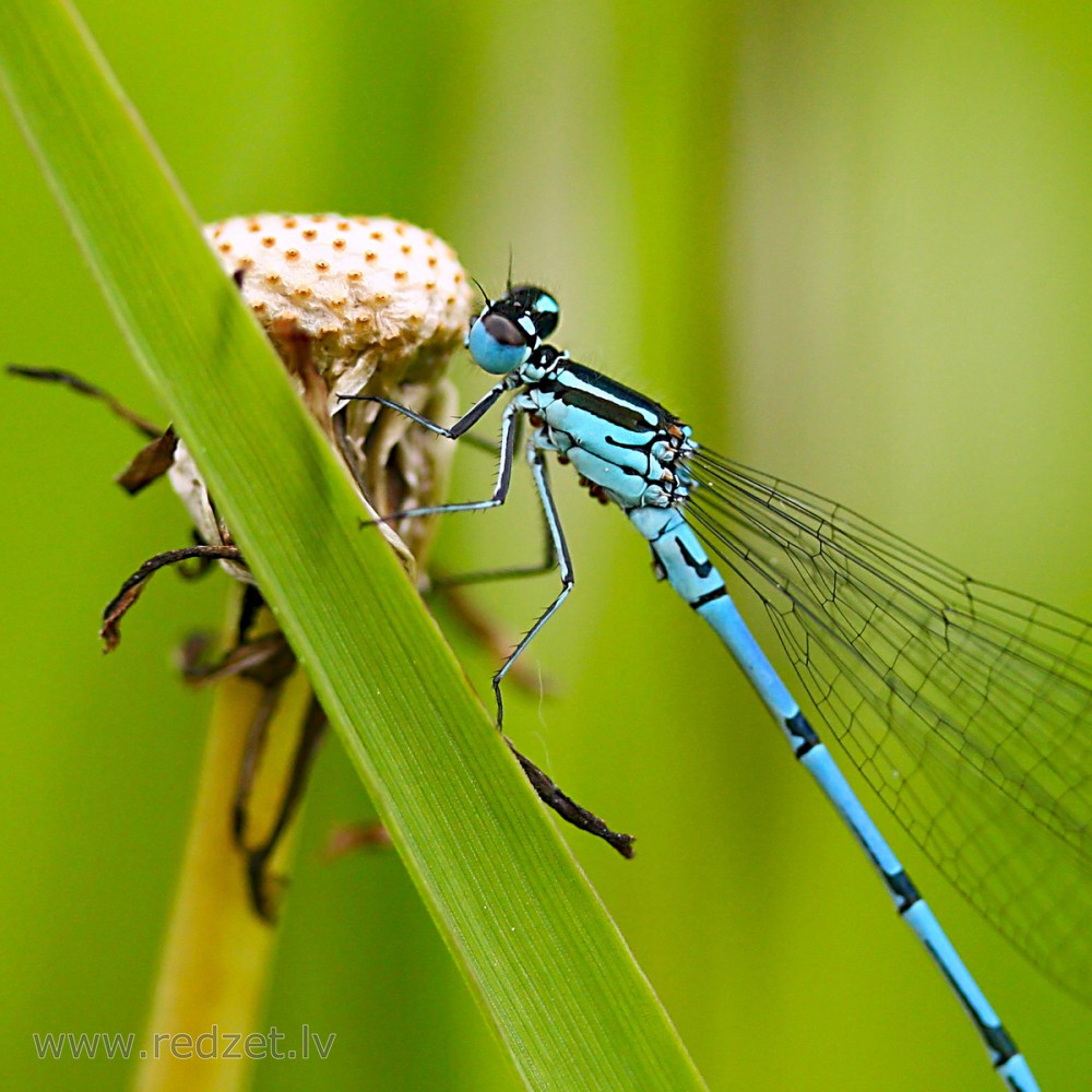 Azure damselfly Male