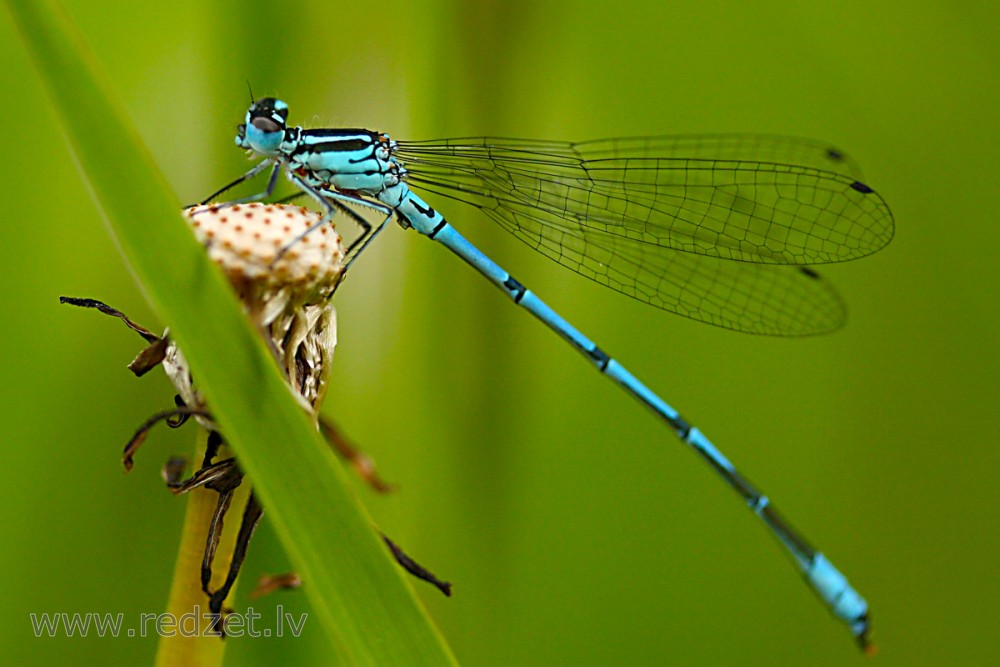 Azure damselfly Male