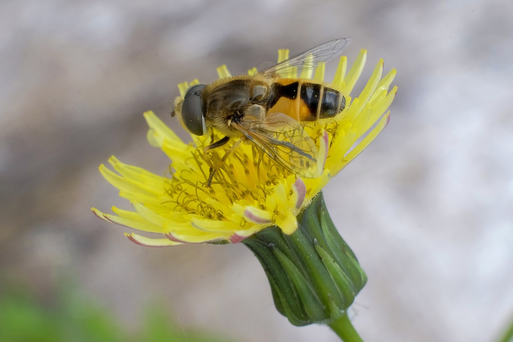 Hoverfly on Flower