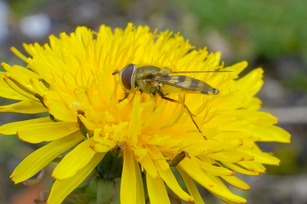 Hoverfly on Flower