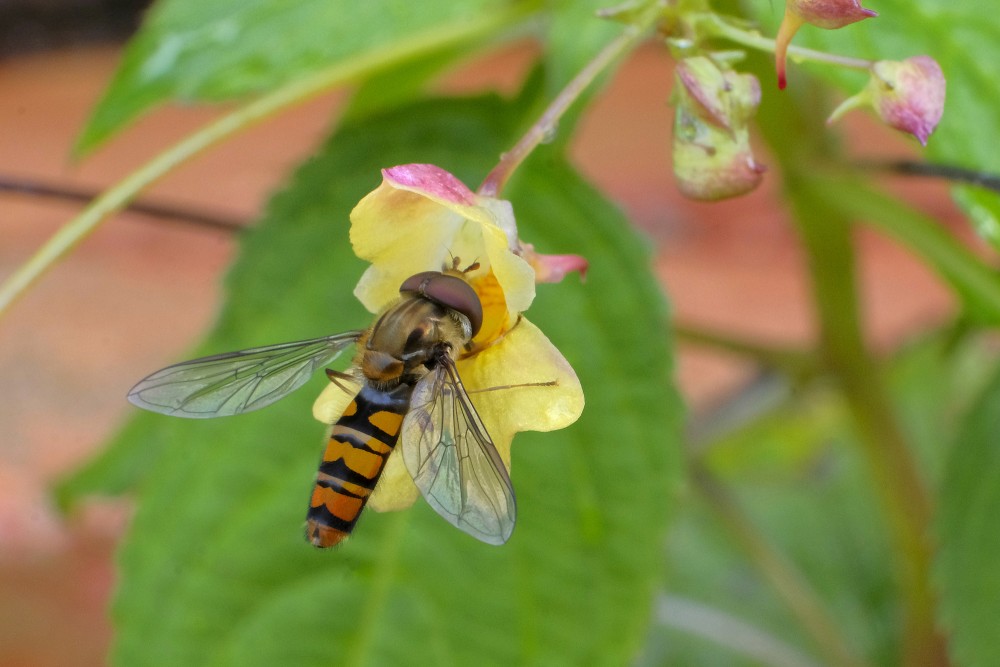 Hoverfly on Flower