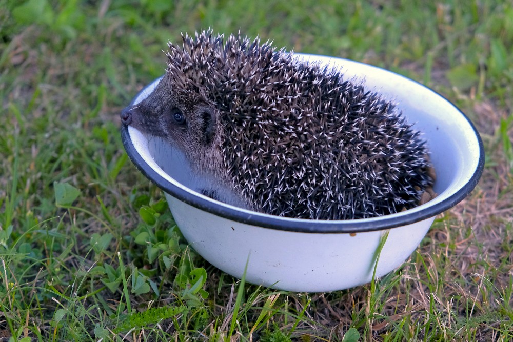 The young hedgehog crawled into a bowl of cat food