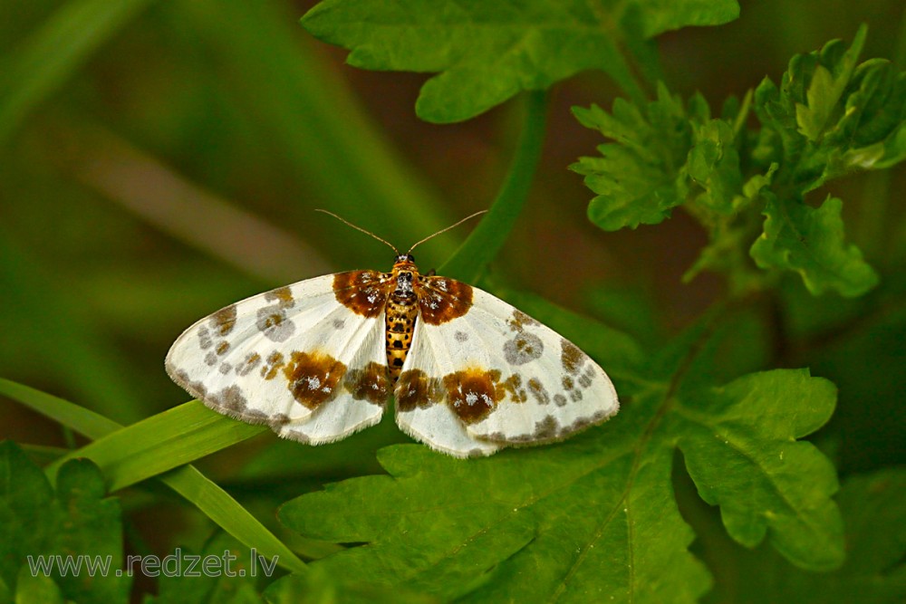 Clouded magpie