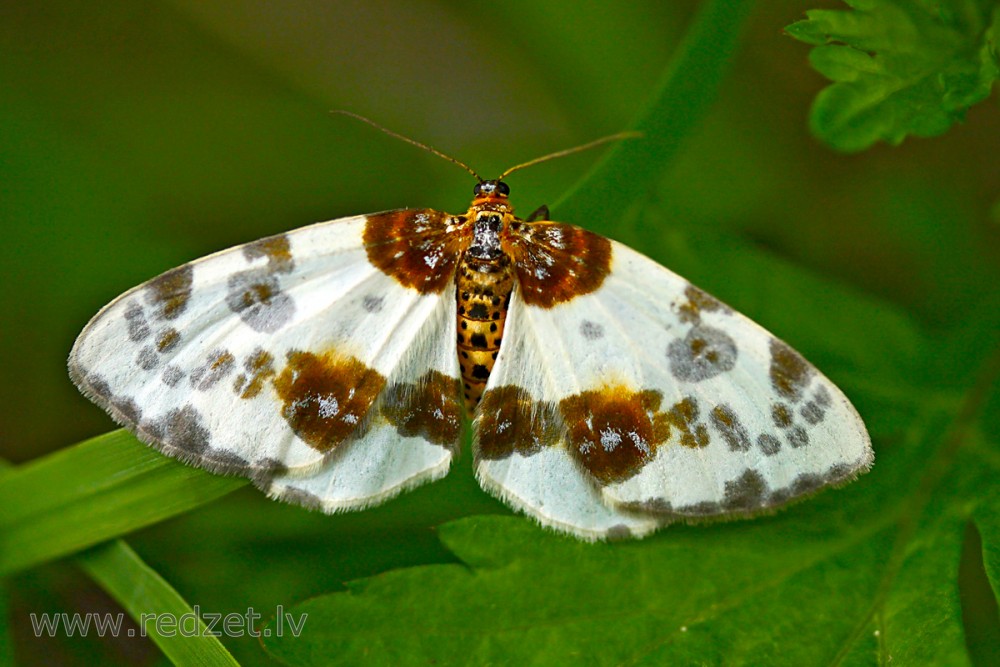 Clouded magpie