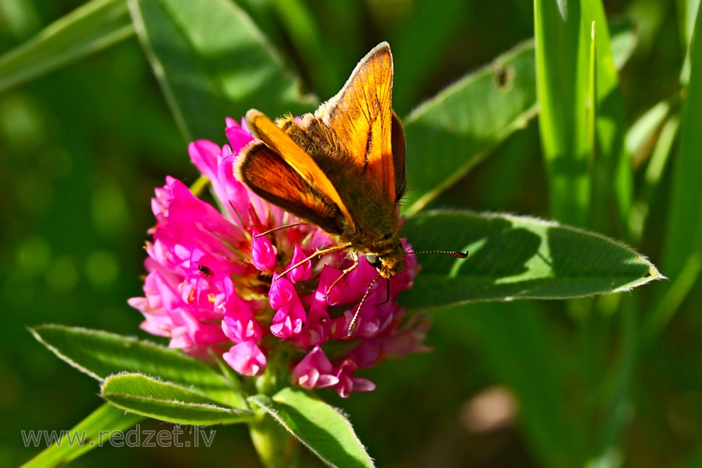 Lielais meža resngalvītis