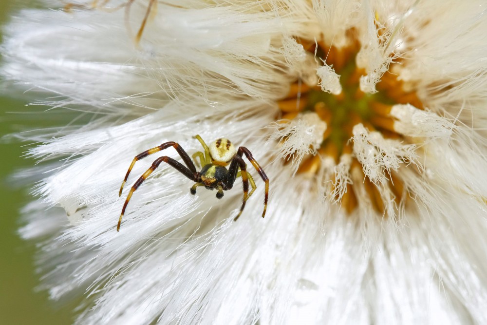 Zirneklis Māllēpes sēklu pogaļā