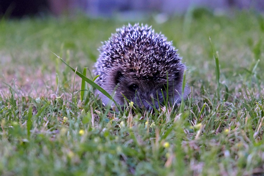 Hedgehog Looks at the Photographer