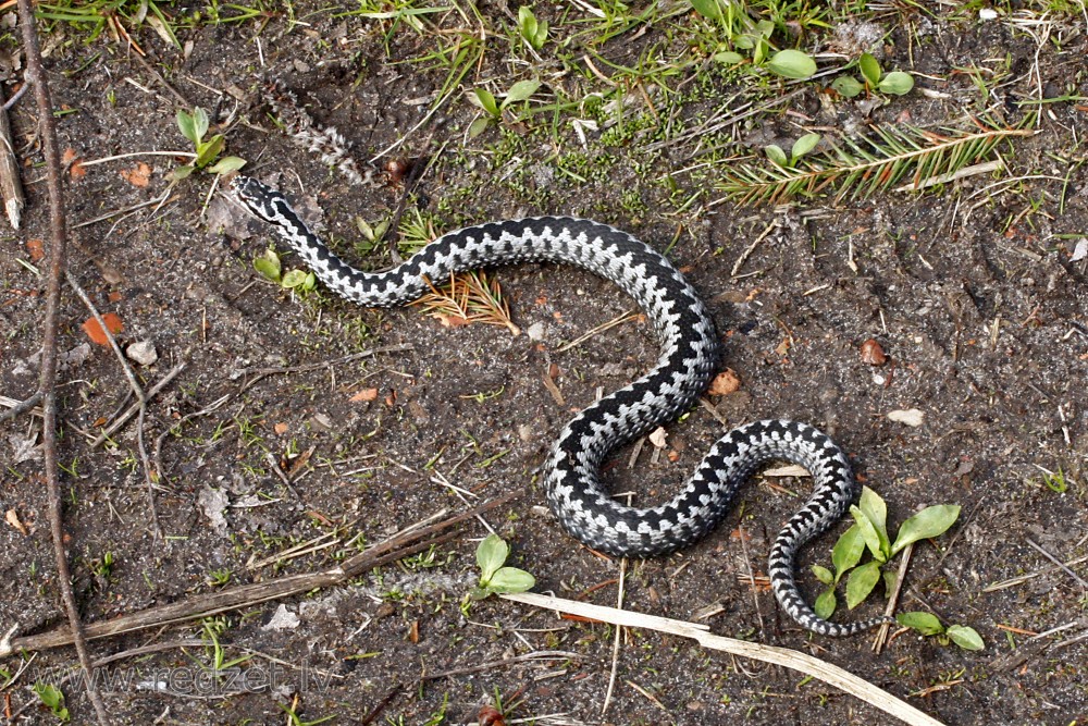 The Adder