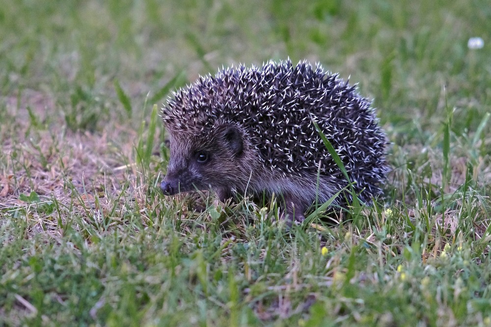 Ezis zālienā ar noliektu purnu