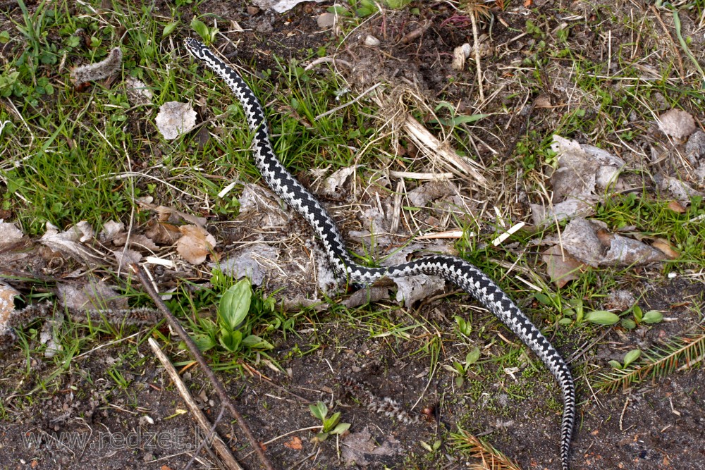 Adder