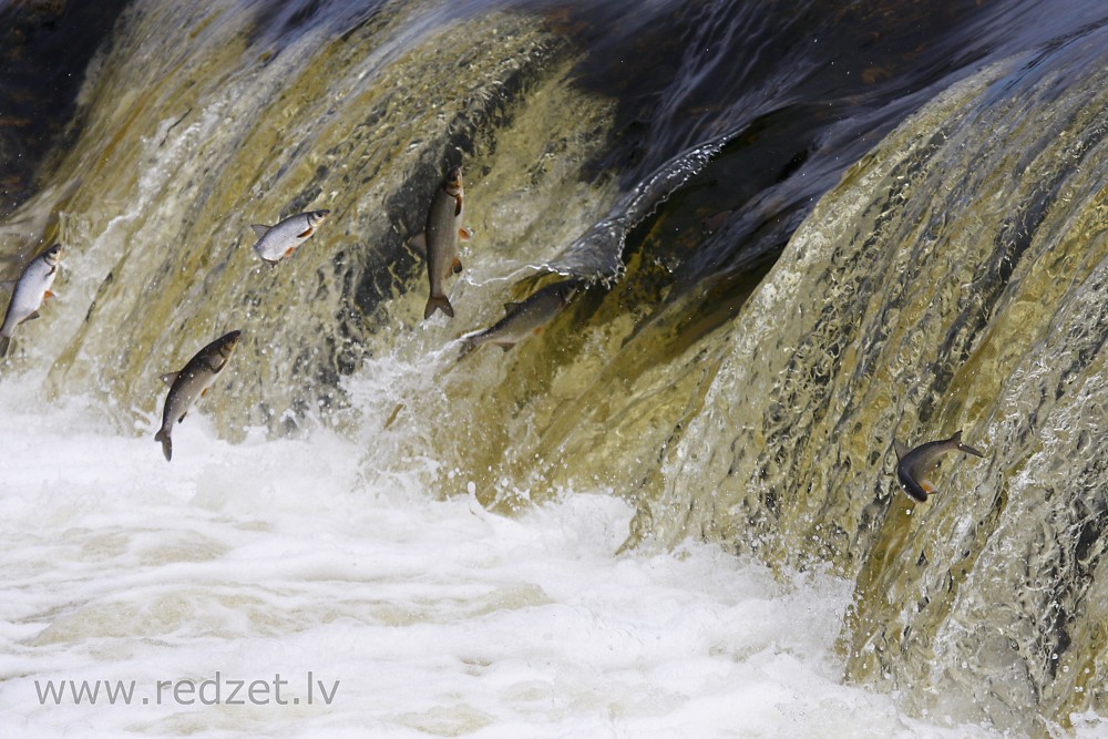 Flying fish of Kuldīga