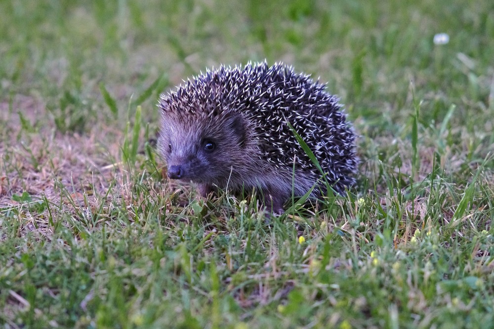 Ezis zālē ar skatu pret kameru