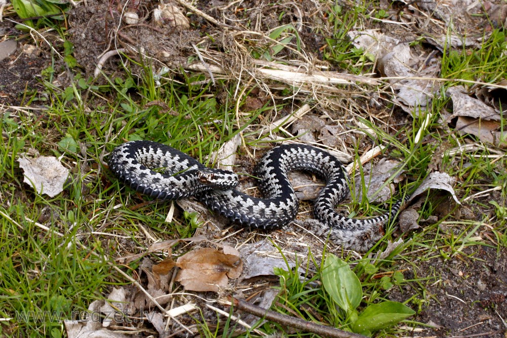 Adder (Vipera berus)