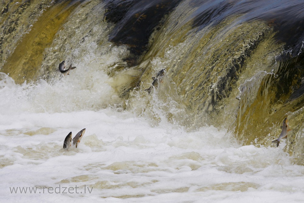 Flying fish of Kuldīga