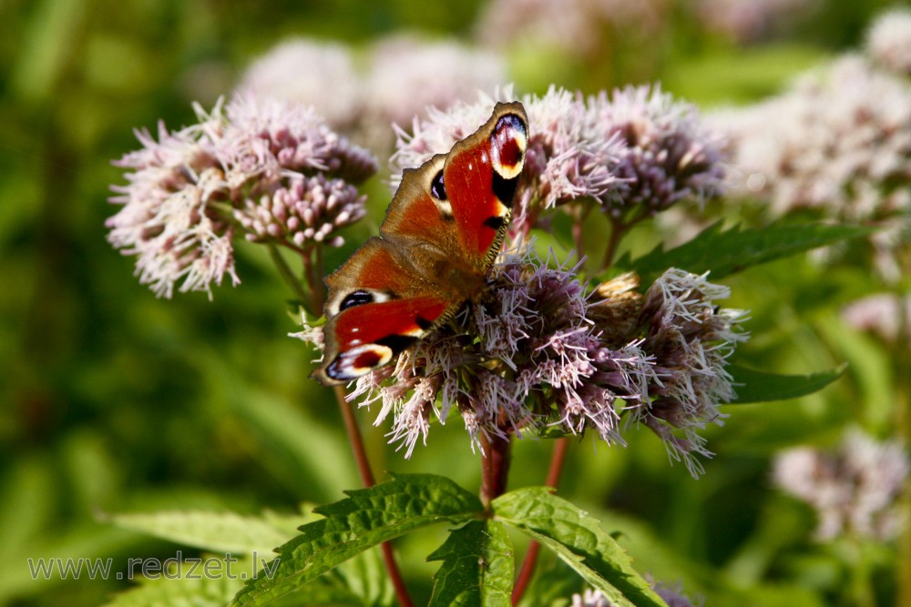 European peacock