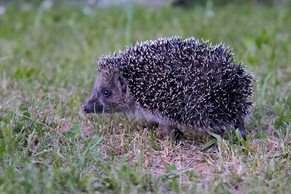Ezis pārvietojas pa zālienu sānskatā Ezis pārvietojas pa zālienu sānskatā