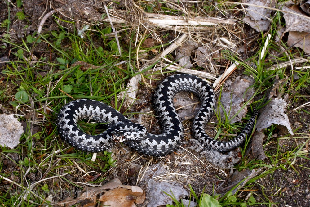 Common European Viper