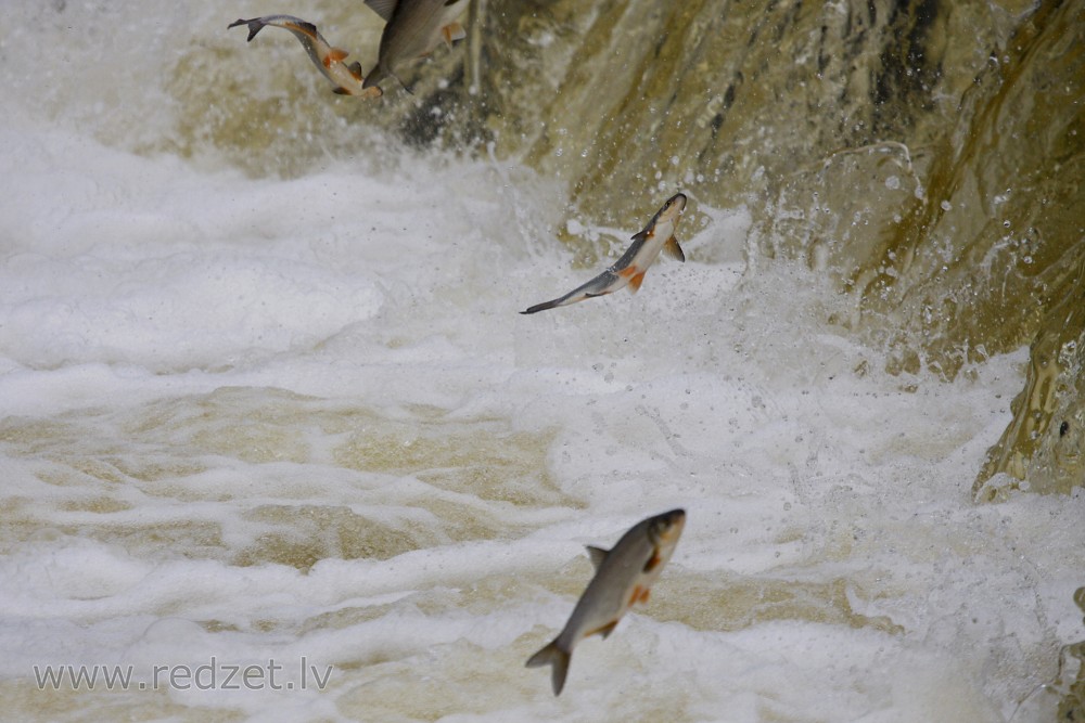 Flying fish of Kuldīga