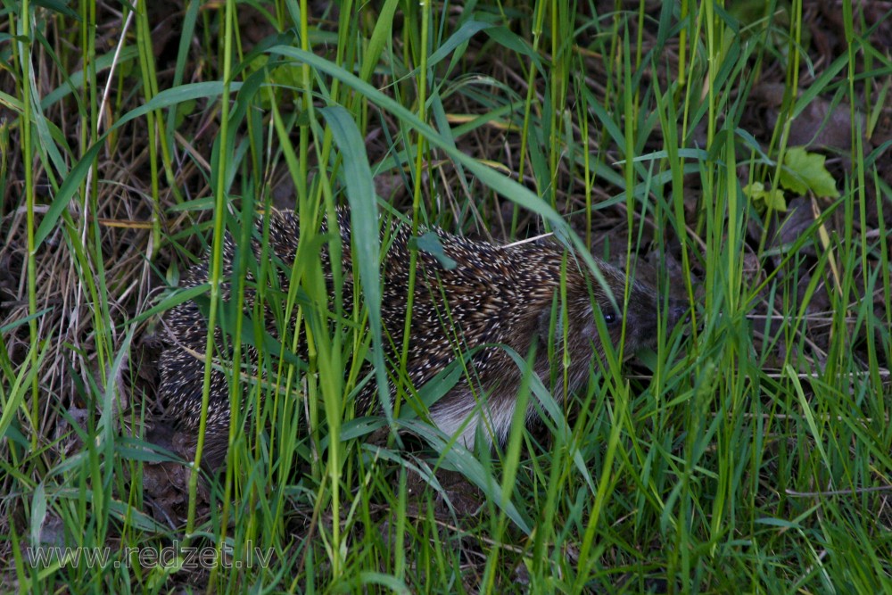 Hedgehog 