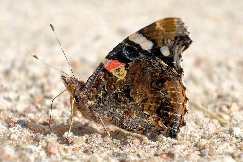 Lielais nātru raibenis uz smilšainas virsmas