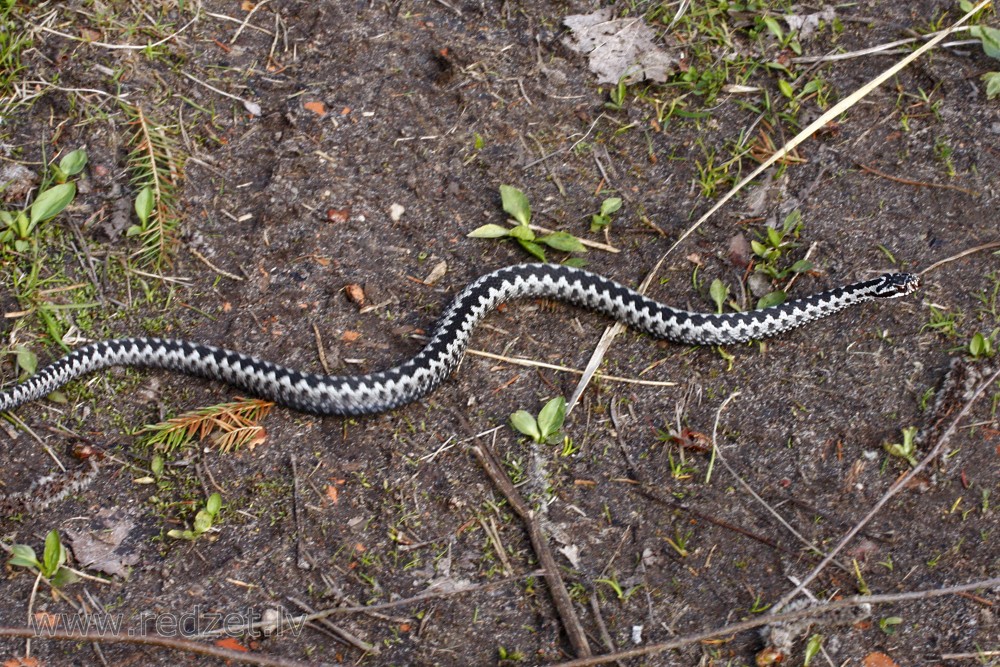 Common European Adder