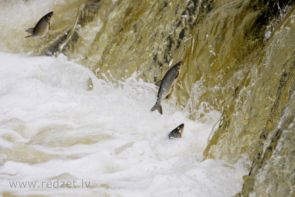 Fish jump over waterfall on Venta river