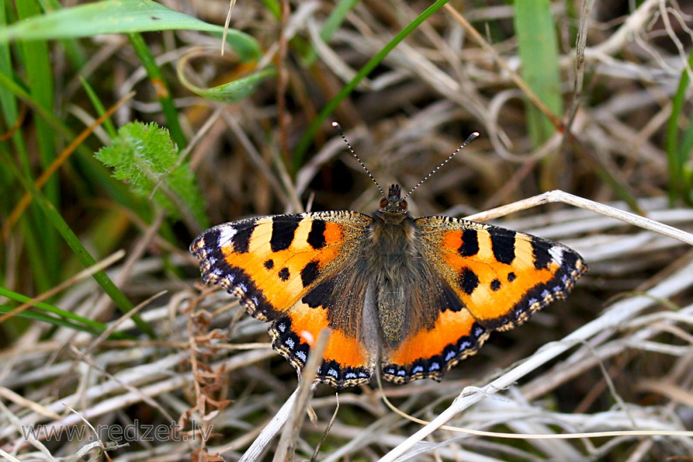 Small tortoiseshell