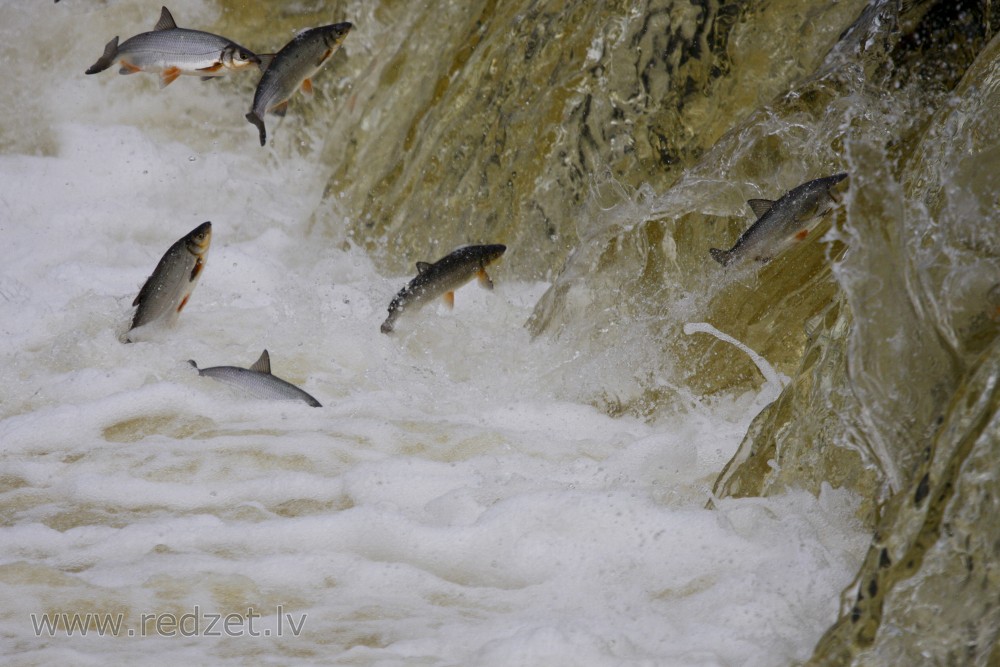 Fish jump over waterfall on Venta river