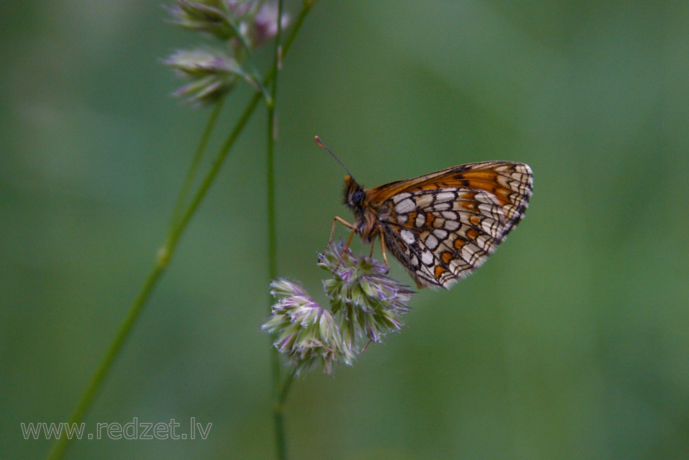 Heath fritillary