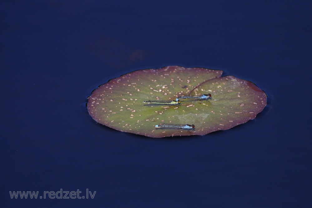 Dragonflies on Water-lily 