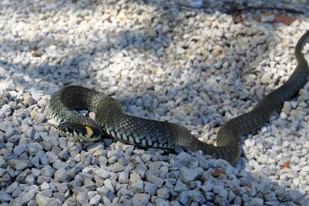 Parastais zalktis ar paceltu galvu uz oļainas virsmas Parastais zalktis ar paceltu galvu uz oļainas virsmas