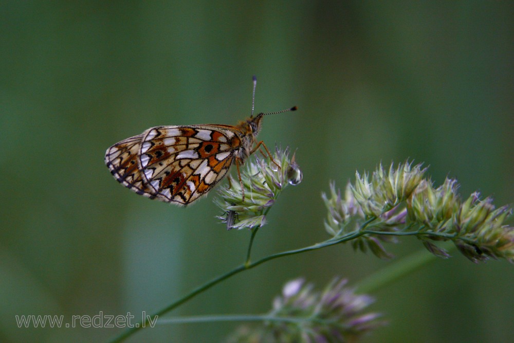 Heath fritillary