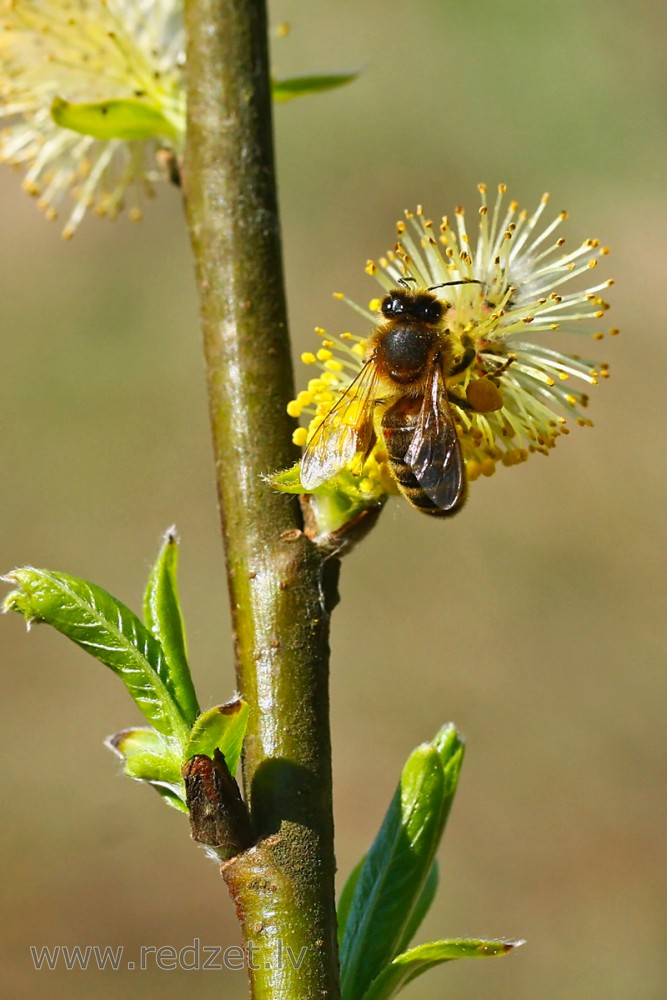 Eiropas medus bite jeb rietumu medus bite