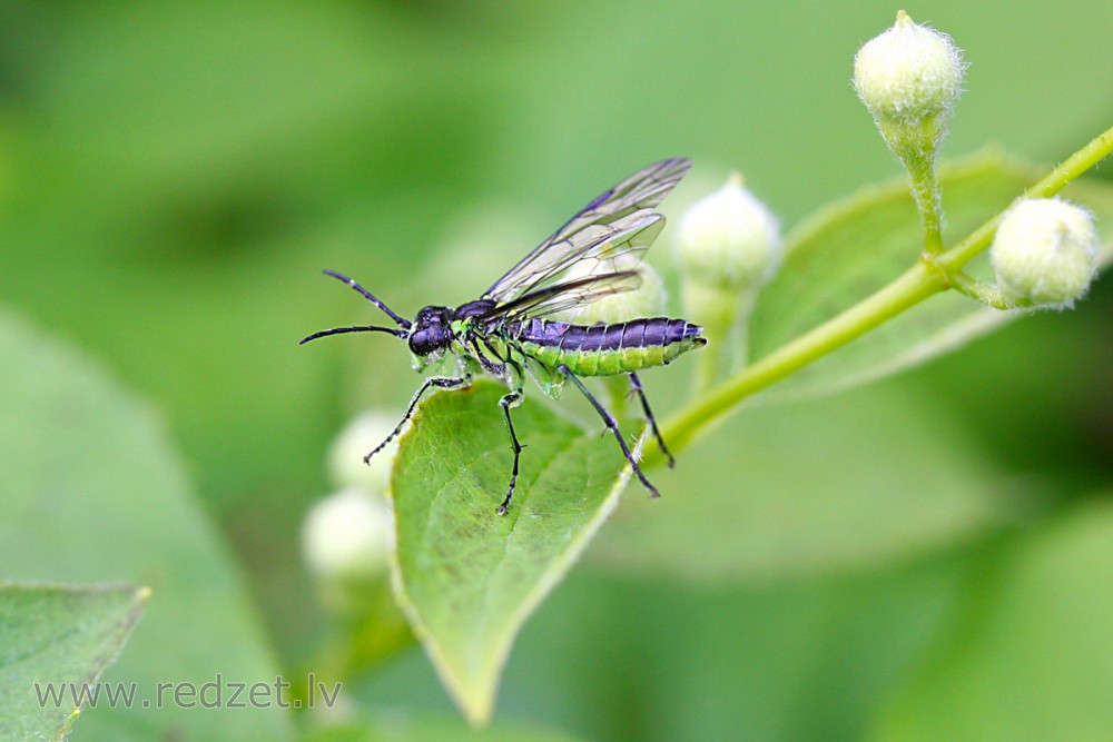 Zāģlapsene (Tenthredo mesomela) 