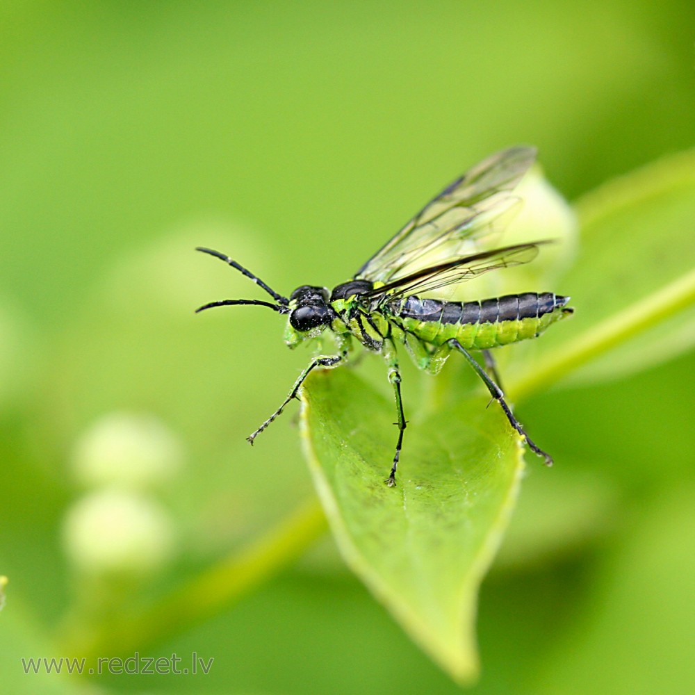 Zāģlapsene (Tenthredo mesomela)