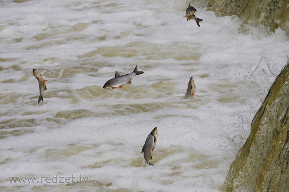 Fish jump over waterfall on Venta river