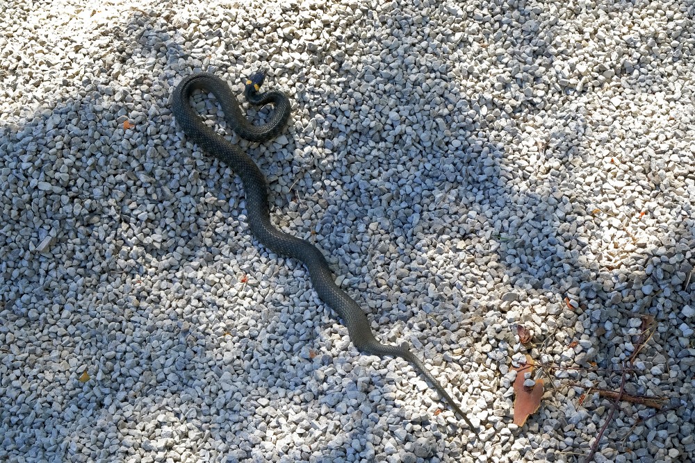 Parastais zalktis izstiepies uz oļainas virsmas skatā no augšas Parastais zalktis izstiepies uz oļainas virsmas skatā no augšas