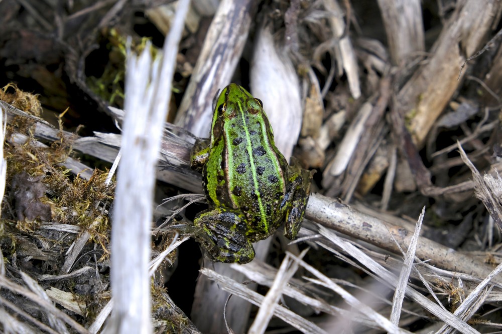 Zaļā varde (Rana esculenta)